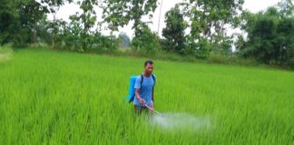 फसल उत्पादन के साथ मछली पालन ने दिखायी आर्थिक मजबूती की राह.. धान के अतिरिक्त अरहर, सरसों, गेहूं का फसल लेकर तथा मछलीपालन करके जेठूराम ने कमाए तीन लाख रूपए..