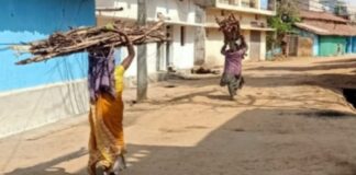 वन कर्मियों की निष्क्रियता से पाली एवं आसपास घने जंगलों का रकबा हो रहा तेजी से कम, जलाऊ लकड़ी के नाम पर हरे- भरे वृक्षों की ग्रामीण कर रहे अंधाधुंध अवैध कटाई