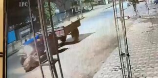 बिलासपुर में एक हत्यारे ने शराब के नशे में चूर होकर गाय को मार डाला