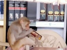 शराबी है यह बंदर… शराब की दुकान में बैठकर लगा रहा जाम… बंदर ने शराब की बोतल को मुंह से खोला और गटकने लगा… देखें VIDEO…