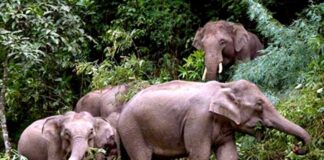 बालोद में हाथियों की आमद, फसलों और मकानों को पहुंचाया नुकसान, 6 से ज्यादा गांव में अलर्ट