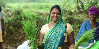 बालको के प्रोत्साहन से किसानों ने ली स्वास्थ्यवर्धक काले चावल की फसल