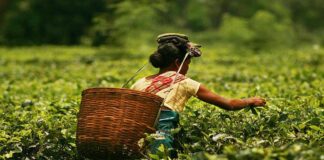 99,999 रुपये किलो बिकी चाय, इस बार असम की गोल्डन पर्ल ने बनाया रिकॉर्ड, कैसे उगती है जानिए