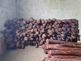 2 करोड़ 45 लाख की चंदन की लकड़ी जब्त, तस्कर ने अपनाया था ‘पुष्पा फिल्म का स्टाइल’