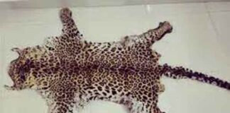 तेंदुए की खाल के साथ 2 तस्कर गिरफ्तार, कीमत 13.83 लाख रूपए