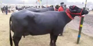 सब्सिडी देगी सरकार: 50 हजार में खरीदें मुर्रा भैंस, जानें क्या है पूरी प्रक्रिया