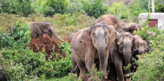 हाथियों का आतंक: एक महिला को कुचला, इधर धमतरी में हाथियों की धमक से ग्रामीणों में दहशत