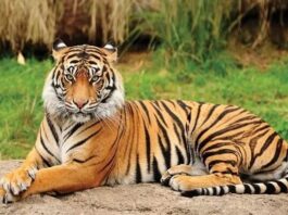 छत्त्तीसगढ़: भैंस का जहरीला मांस खाने से बाघ की मौत