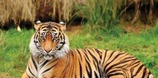 छत्त्तीसगढ़: भैंस का जहरीला मांस खाने से बाघ की मौत
