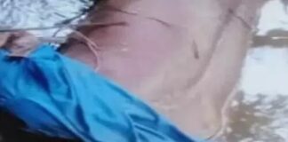 कोरबा: नाले के बही वृद्धा की मौत
