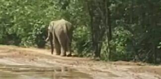 कोरबा: सड़क पर आया दंतैल हाथी, जान लेने लोगों को दौड़ाया