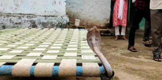 कोरबा: खाना खाकर खाट में आराम कर रहा था युवक, तभी जहरीला सांप एक किनारे से निकला.. देखकर आप भी रह जाएंगे हैरान