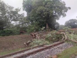 दो घंटे बंद रहा रेल आवागमन, रेल पटरी पर गिरा पेड़