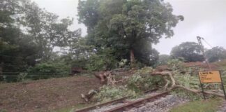 दो घंटे बंद रहा रेल आवागमन, रेल पटरी पर गिरा पेड़