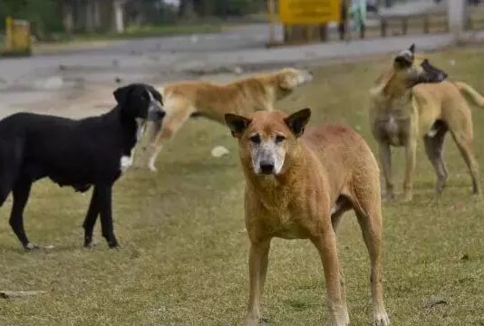 कुत्तों के हमले से 9 लोग घायल, स्वास्थ्य केंद्र में कराया गया भर्ती