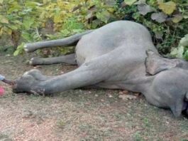 बिजली तार की चपेट में आने से हाथी की मौत