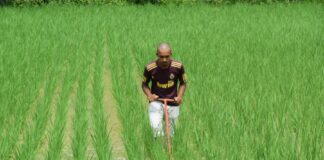 बालको ने हरेली के अवसर पर किसानों को दिया एसआरआई विधि का प्रशिक्षण